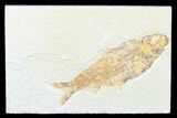 Detailed Fossil Fish (Knightia) - Wyoming #176397-1